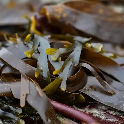 #1. Фукоидан