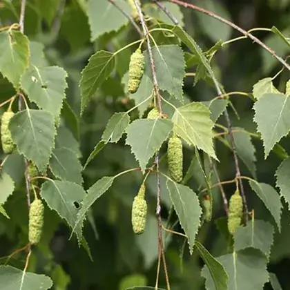 #6. Листья березы